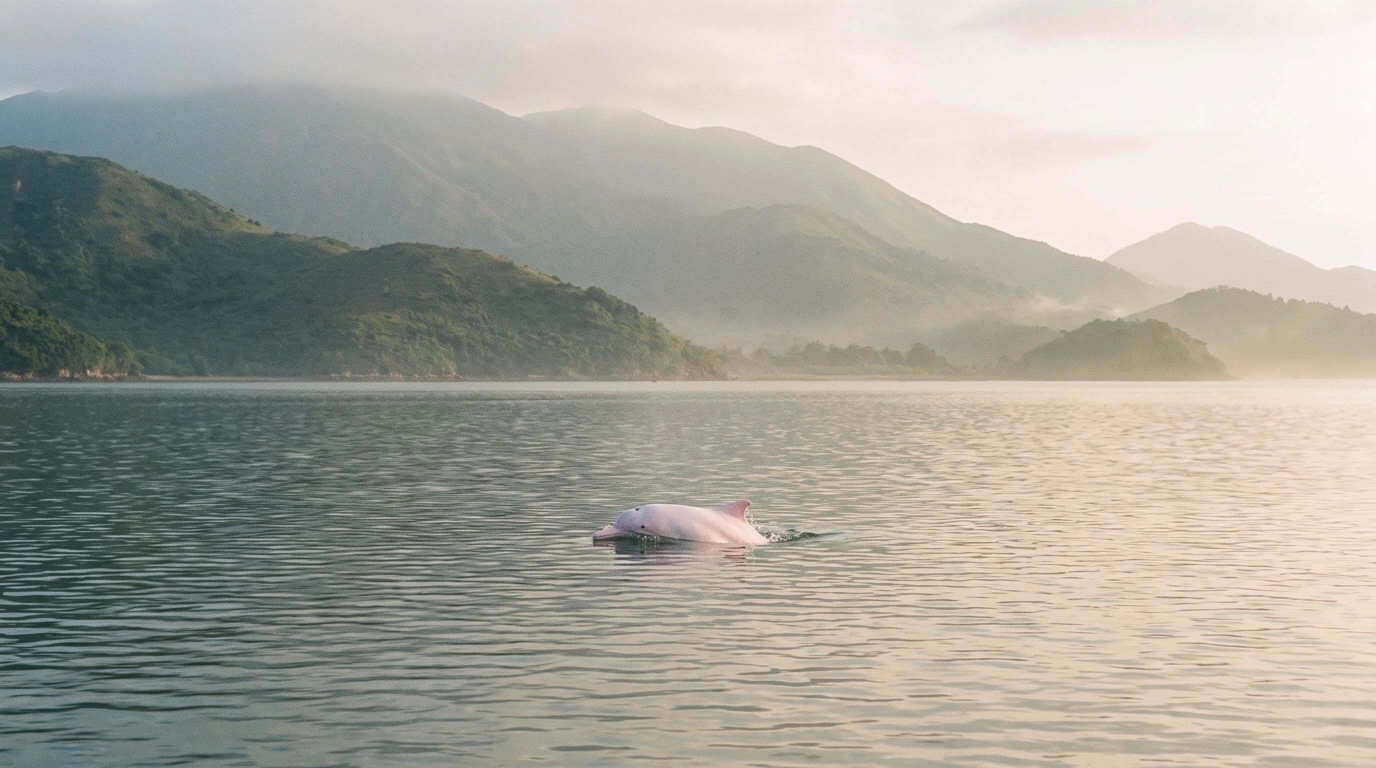 Hong Kong Pink Dolphin Tours: Worth It, and How to Do It Right