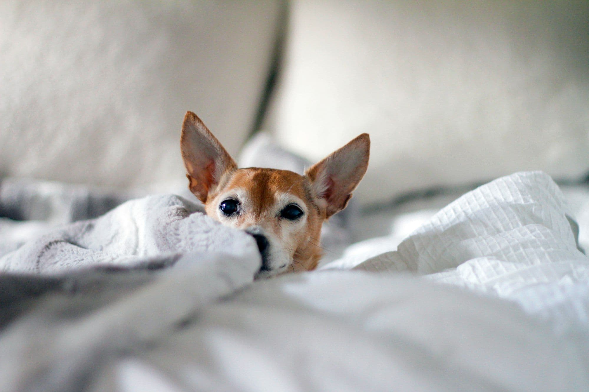 Pet-Friendly Staycations at Murray Hotel