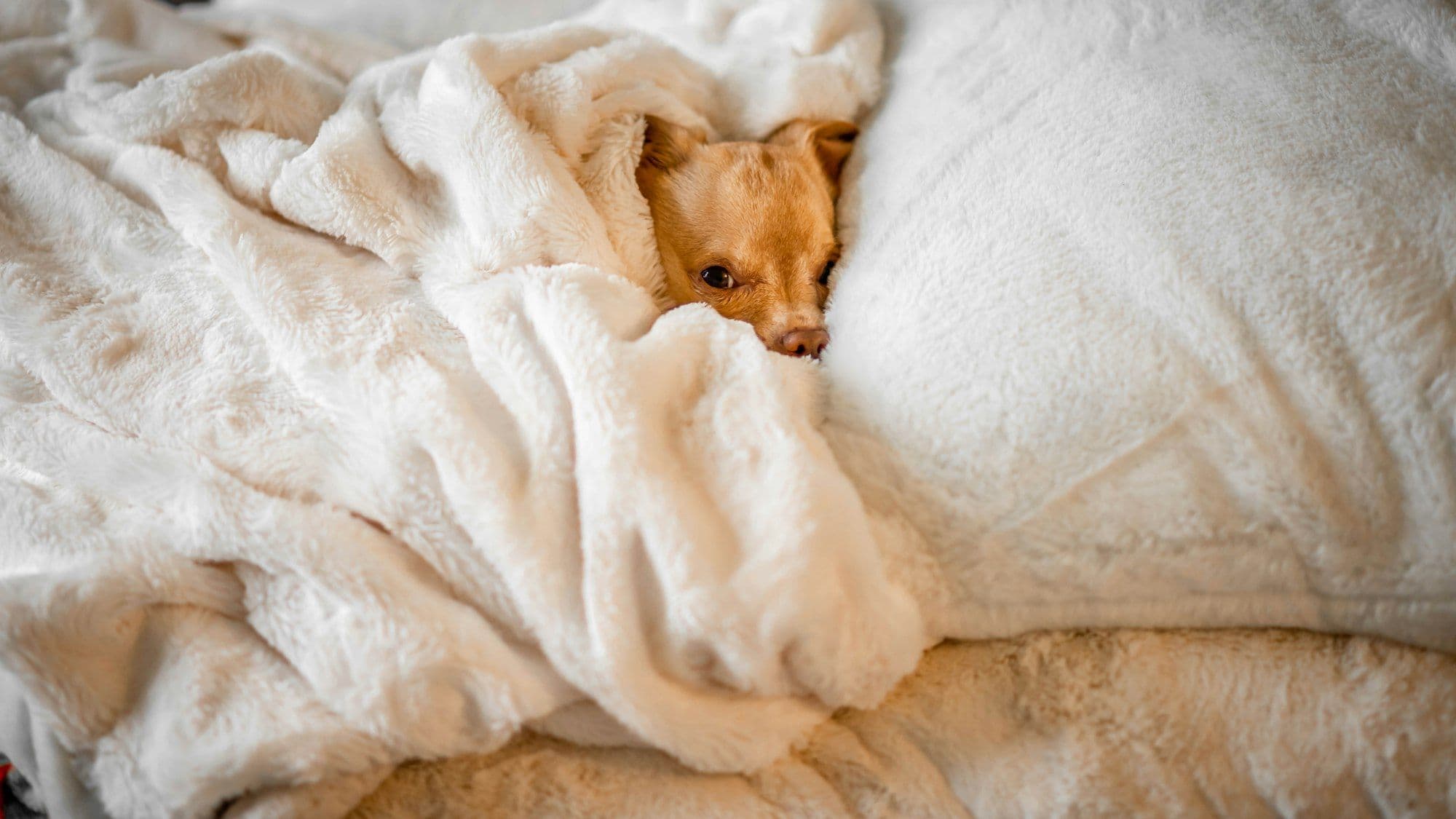Are pets allowed at Rosewood Hong Kong?