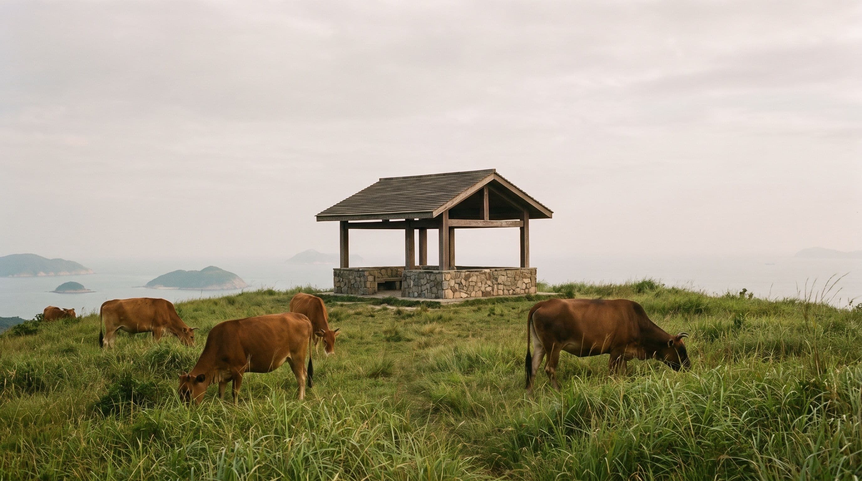 Tap Mun (Grass Island) Day Trip: Ferries, Cattle & the Plateau