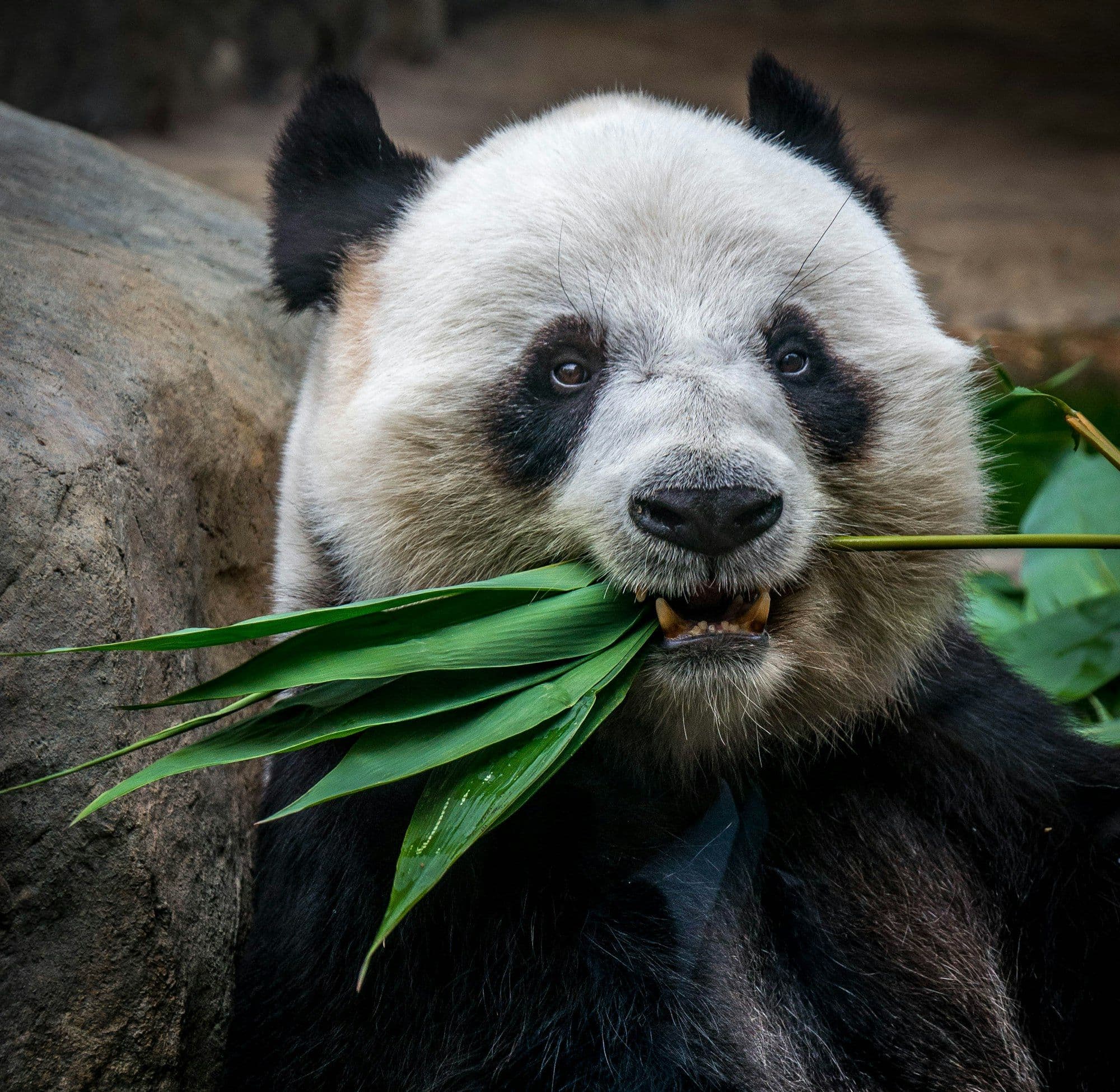 Ocean Park in Hong Kong Animal Shows and Exhibits
